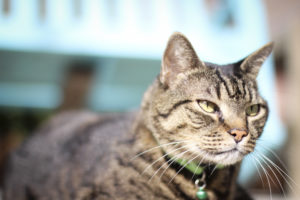 a therapy cat in the sunshine